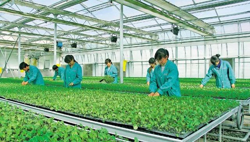 现代农业的创新之路:名品农业引领潮流