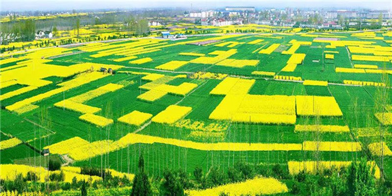 农产品批发行业的新气象:市场动态与趋势分析